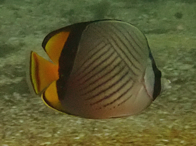 Click to View Painted Butterflyfish<br><span style='font-size:12px'><i>Dave & Rose</i></span>